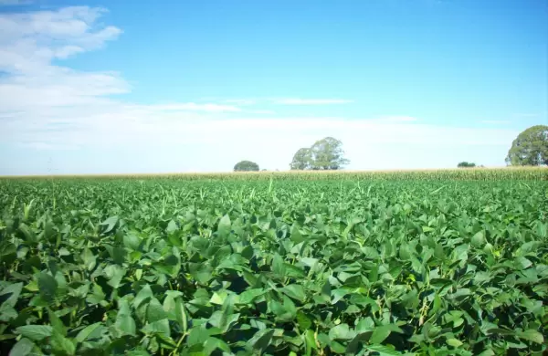 Tres tendencias del agro muestran cómo las granjas del futuro producirán alimentos mientras restauran el planeta