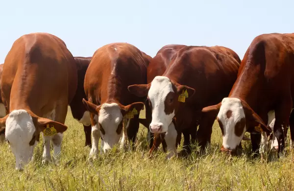 En qu consiste la ganadera regenerativa, una prctica clave para cuidar el planeta