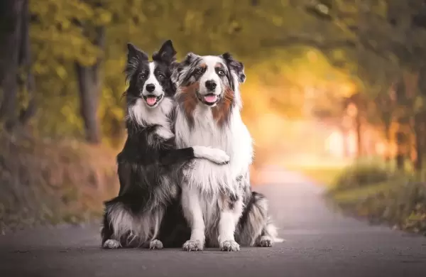 Según una investigación, esta es la raza de perro más inteligente
