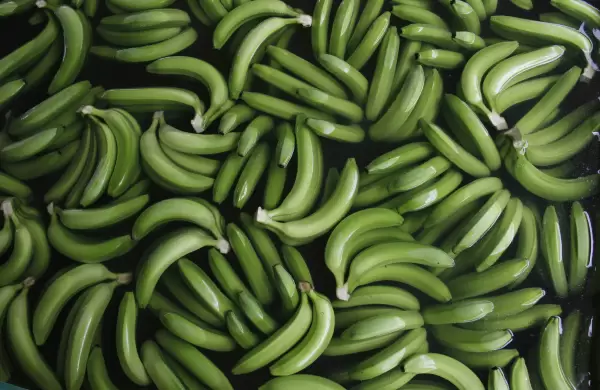 A proteger el banano