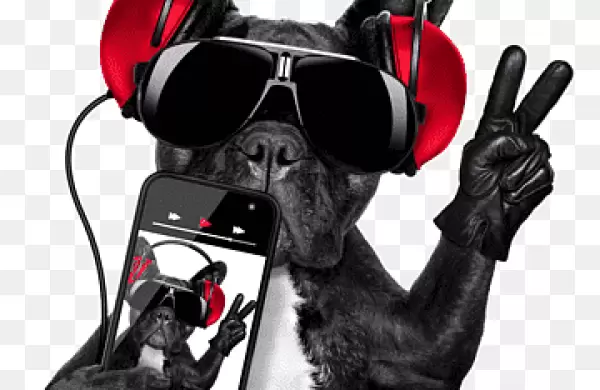 Entre pet frendly y celulares