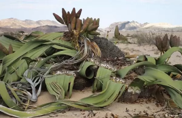 Revelan el secreto genético de la planta "que no puede morir"