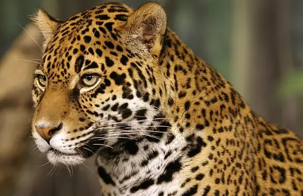 Entre unicornios y gacelas, emergen las empresas jaguares