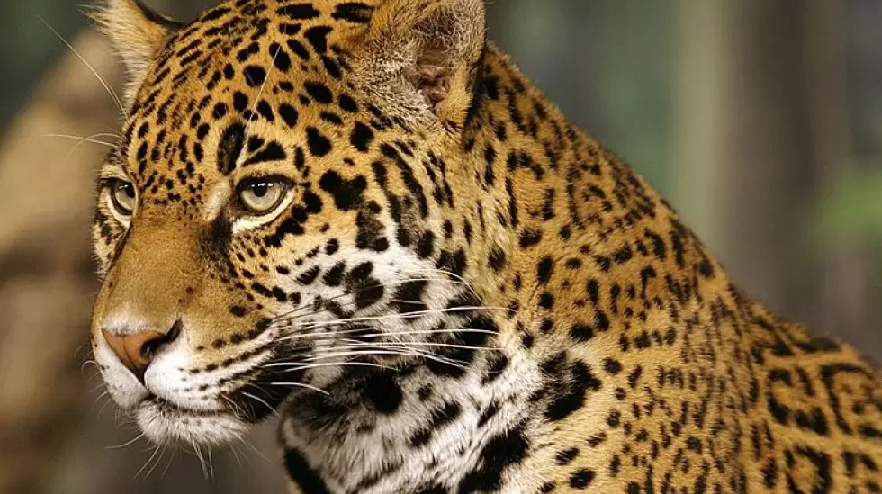 Jaguar