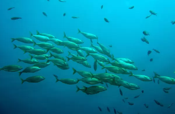 Propuestas de ordenamiento pesquero buscan combatir la pesca ilegal