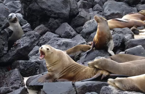 En busca del catálogo genético de las Galápagos