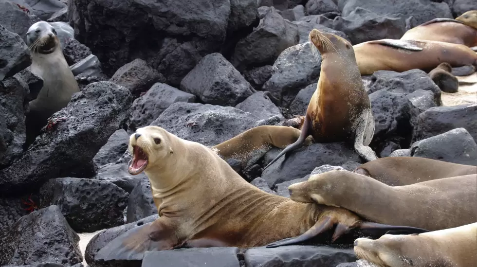 Una manada de lobos marinos en Playa Mann, frente a los laboratorios de la USFQ