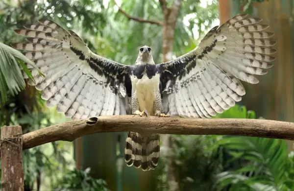 Ecuador y España se unen para proteger al águila harpía