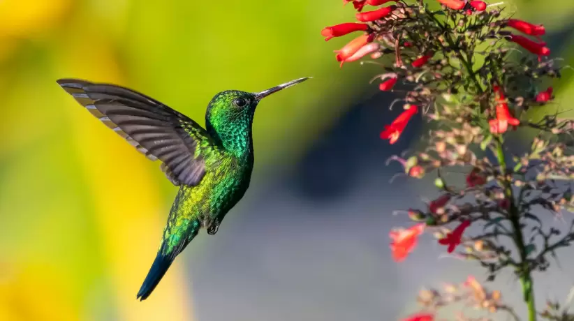 curiosidades-del-colibri