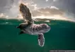 Mejor fotografía submarina: 20 imágenes impactantes del Ocean Photography Award