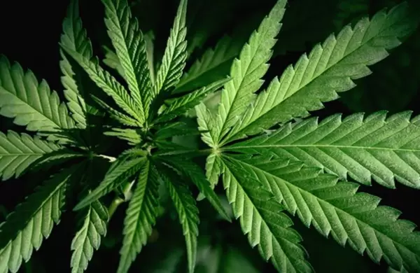 Los primeros ocho kilos de cannabis terapéutico salen a la venta en Ecuador