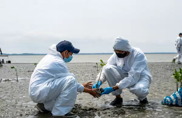 DP World entrega 65 hectáreas de manglar y la Isla Puná reverdece
