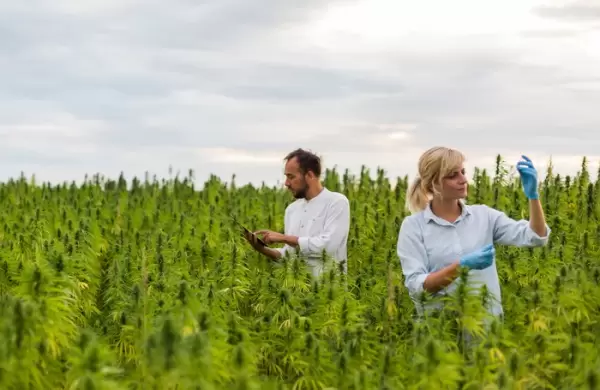 Cmo es la empresa neoyorkina que facturar 150 millones de dlares con la marihuana