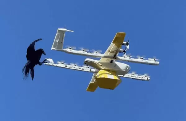 Videos: Cmo las aves pelean con los drones de Google en pleno envo