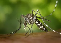 Un hallazgo sobre el dengue podra cambiar la historia de la enfermedad