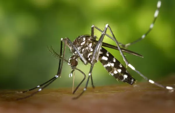 Un hallazgo sobre el dengue podría cambiar la historia de la enfermedad
