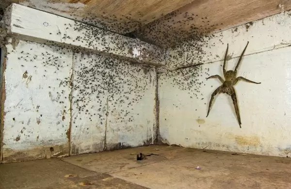 Fotógrafo de vida silvestre del año 2021: las impresionantes fotos ganadoras