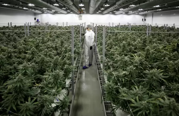 Qu atrae a las grandes empresas a invertir en el negocio del cannabis