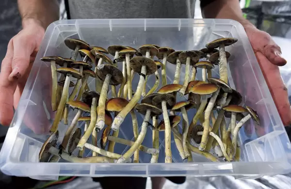 Se descubrió que los "hongos mágicos" ayudan a vencer la depresión