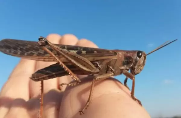 La Unin Europea aprueba a la langosta como "alimento seguro"