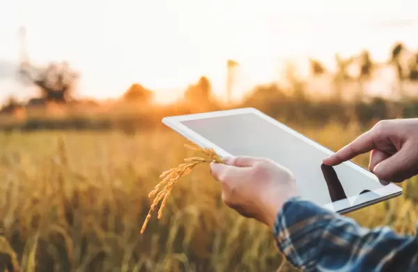 Revolución tecnológica: cómo la inteligencia artificial puede colaborar con la industria agrícola