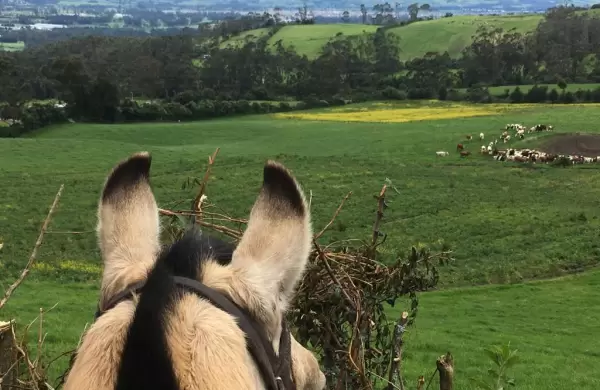 Crnicas de viajes a caballo