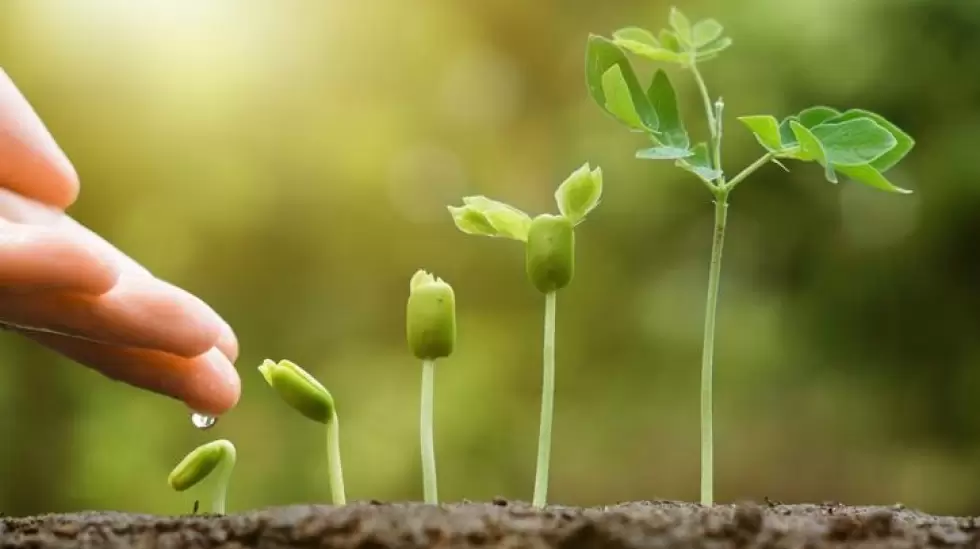 planta