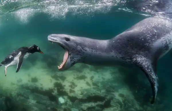 Estas son las 20 imágenes ganadoras del World Nature Photography Awards