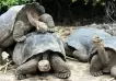 Tortugas gigantes de una isla en Galápagos pertenecen a nueva especie
