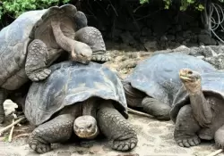 Tortugas gigantes de una isla en Galpagos pertenecen a nueva especie