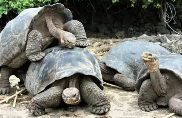 Tortugas gigantes de una isla en Galápagos pertenecen a nueva especie