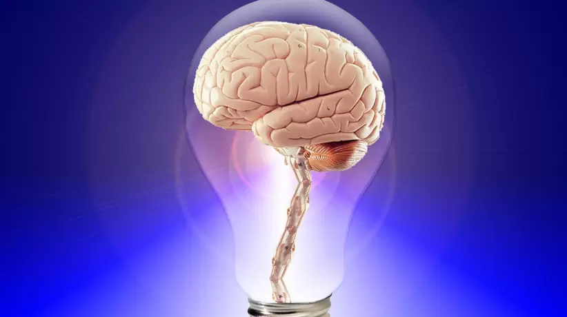 cerebro, pensar, humano
