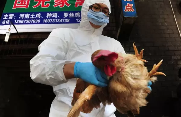 Cuál es el riesgo de contagio de gripe aviar H3N8, detectada por primera vez en humanos en China