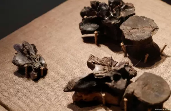 Hallan en la patagonia argentina restos del dinosaurio megaraptor más grande conocido hasta ahora