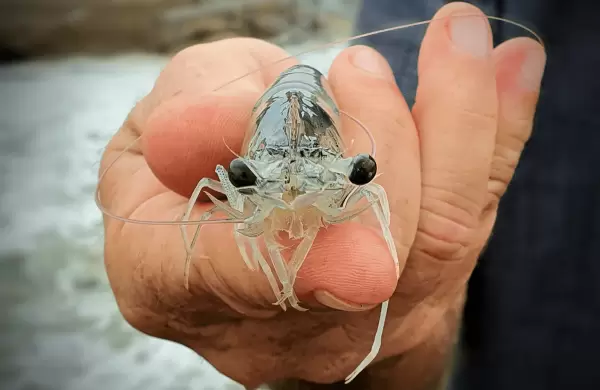 Y con ustedes, el CEO de Santa Priscila