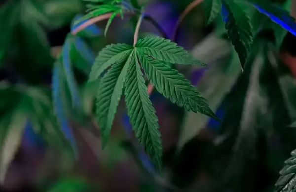 Cómo los turistas pueden aprovechar al máximo el 'boom' del turismo del cannabis
