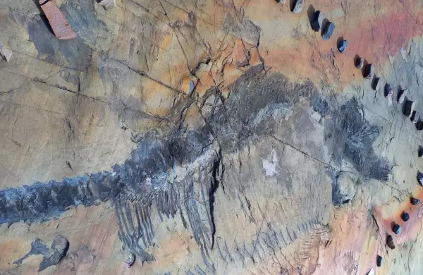 As era Fiona, la primera ictiosauria completa descubierta en un glaciar en Chile