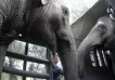 Las elefantas Pocha y Guillermina llegaron sanas y salvas al santuario de Brasil