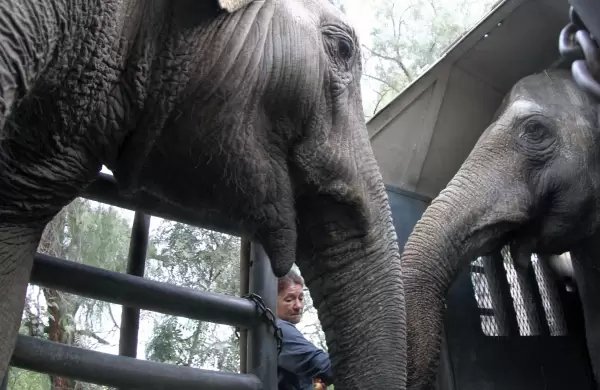 Las elefantas Pocha y Guillermina llegaron sanas y salvas al santuario de Brasil