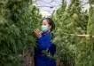 Este país trabaja en el "metaverso de cannabis" y regalará plantas de marihuana en todos los hogares