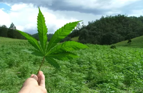 Turismo de cannabis: cómo es este negocio millonario aún sin explotar