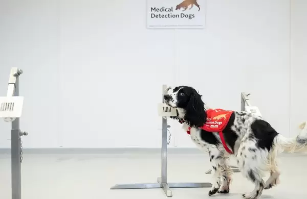 Un estudio asegura que los perros son ms eficientes para luchar contra el Covid que algunas pruebas