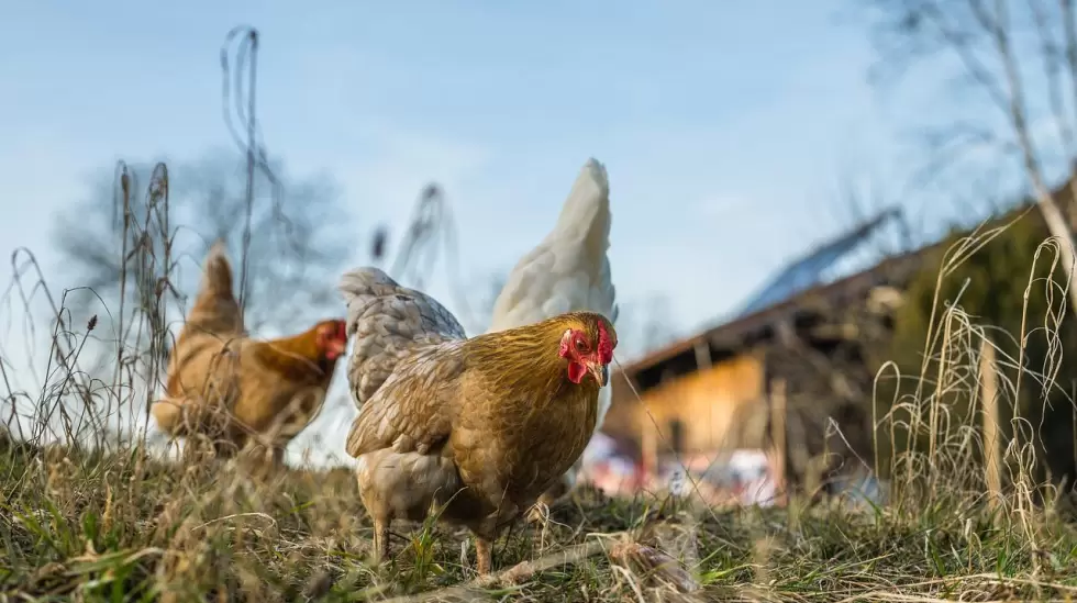 pollos, gallinas, aves