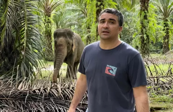 Este ecuatoriano lanza NFT en Tailandia para rescatar elefantes maltratados