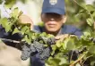 Día Mundial del Pinot Noir: cinco vinos para festejar descorchando