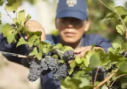 Da Mundial del Pinot Noir: cinco vinos para festejar descorchando