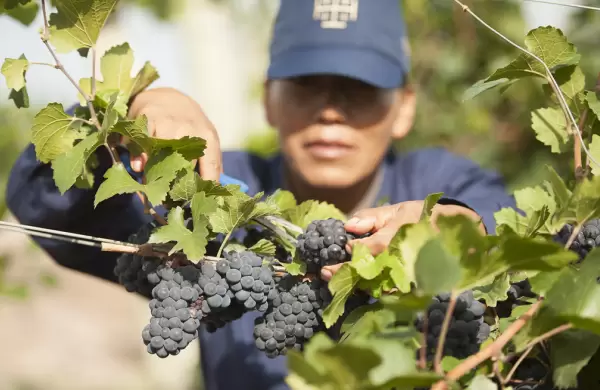 Da Mundial del Pinot Noir: cinco vinos para festejar descorchando
