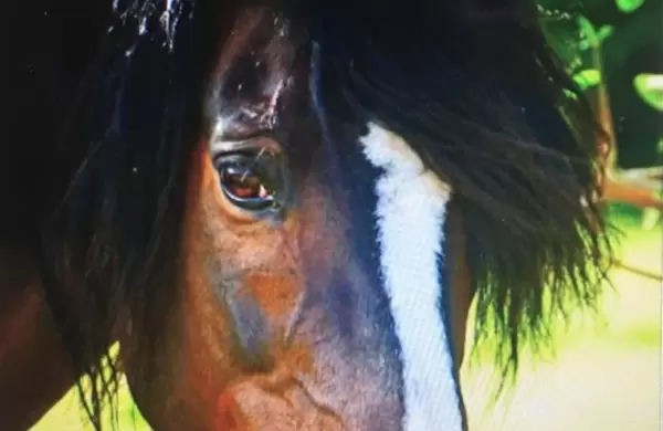 La humanidad y el caballo
Una memoria y una deuda