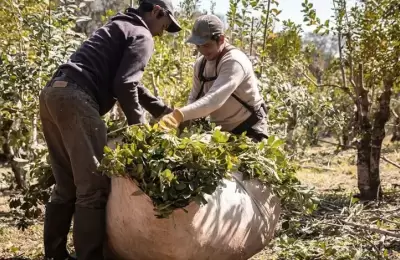 C mo ayudar con una compra a m s de 2.000 productores del Gran