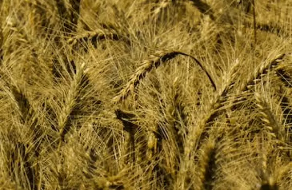 El trigo cerró la peor de las últimas siete campañas